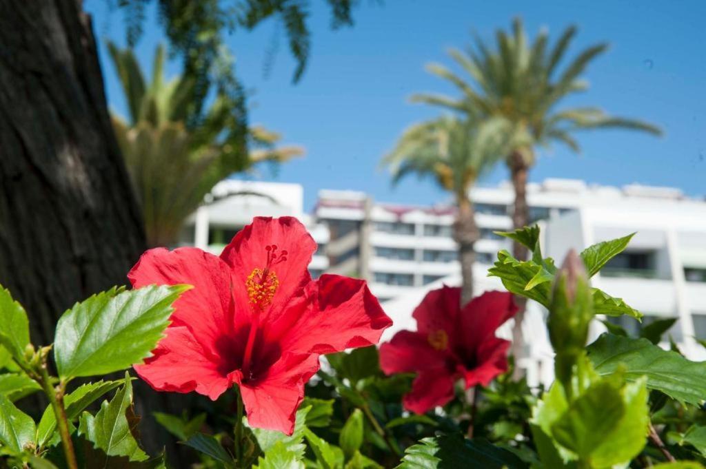 Optimist Americas Apartament Playa de las Américas